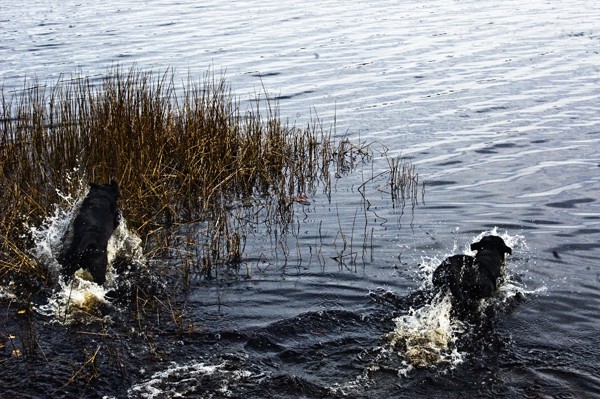 Jack and Flint 006.jpg